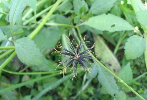 客家人常见的野果,环球客家