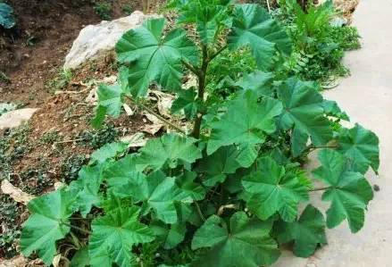 ‍‍‍如东路边42种草，天天踩它，却不知道它们好值钱~