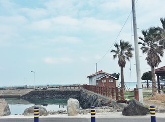 济州岛游记记录,济州岛的春天旅行日记