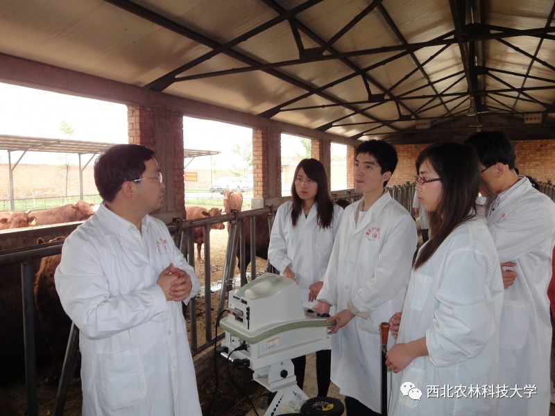 土豆烧牛肉最正宗做法视频,土豆烧牛肉为什么牛肉很硬