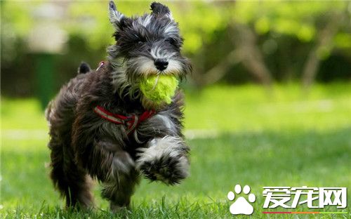 迷你雪纳瑞怎么养殖的视频,迷你雪纳瑞怎么喂食