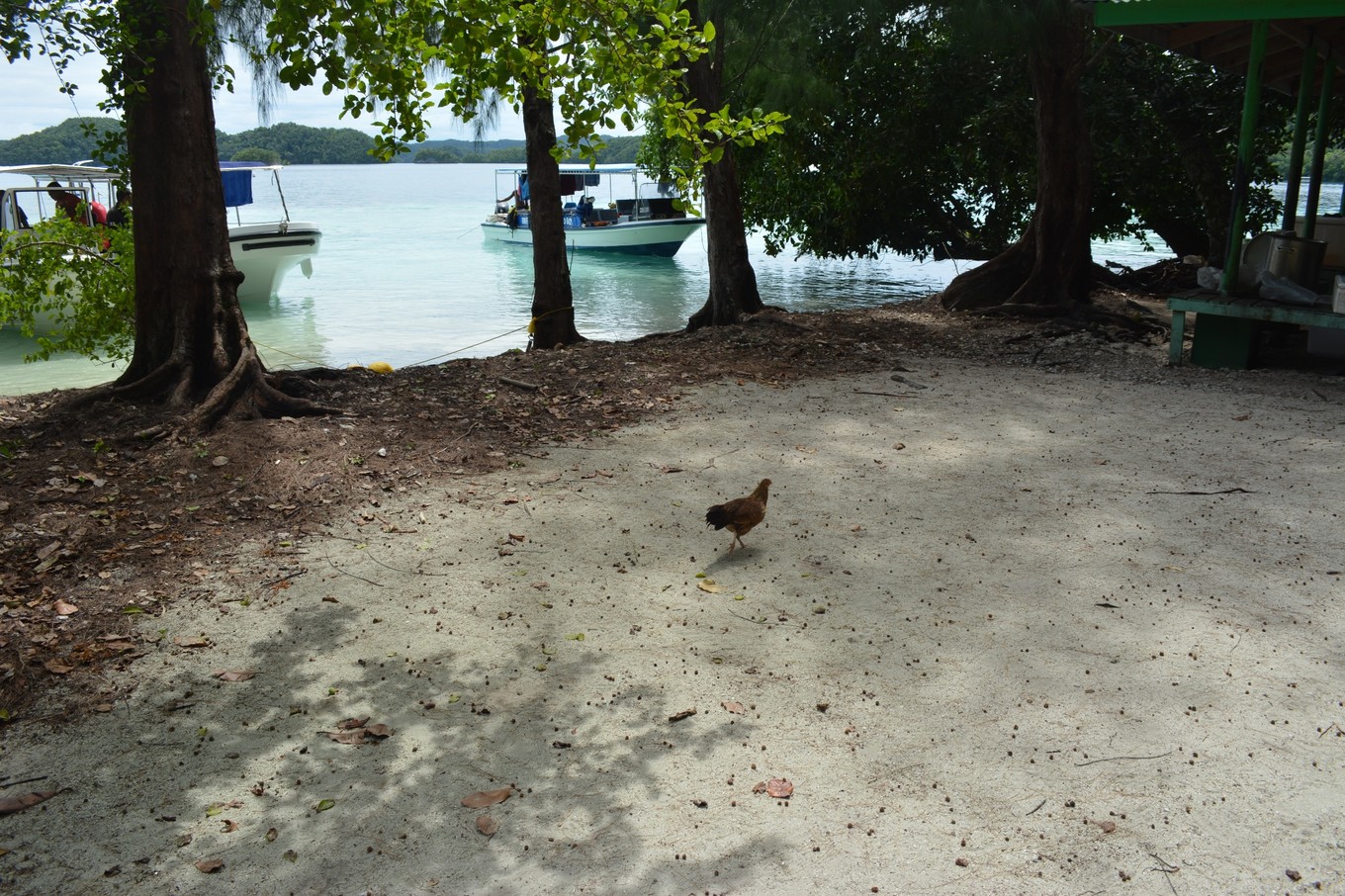 帕劳旅行攻略大全图文,帕劳旅行攻略图文大全