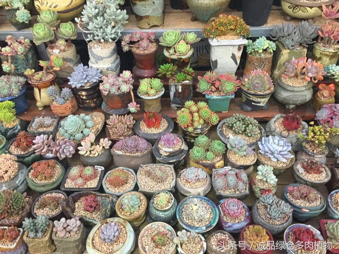 韩国正品直邮到手,韩国直邮多肉开箱