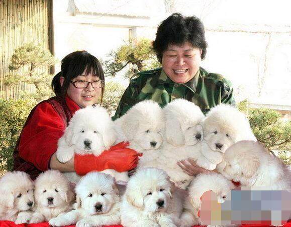 藏獒和雪獒,比藏獒厉害的犬是什么品种