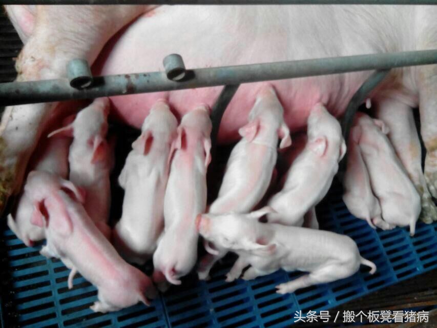母猪少乳什么原因造成的,经产母猪下猪为啥越来越少