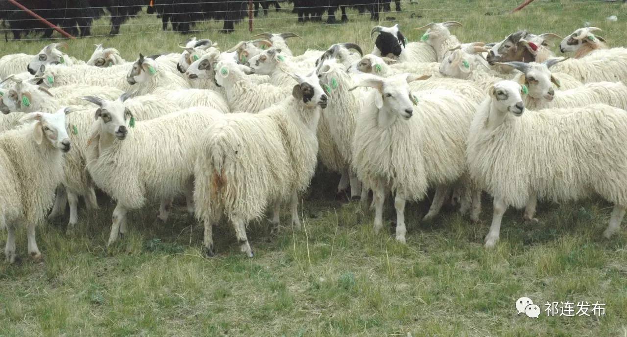 祁连：创新扶贫模式服务百姓民生