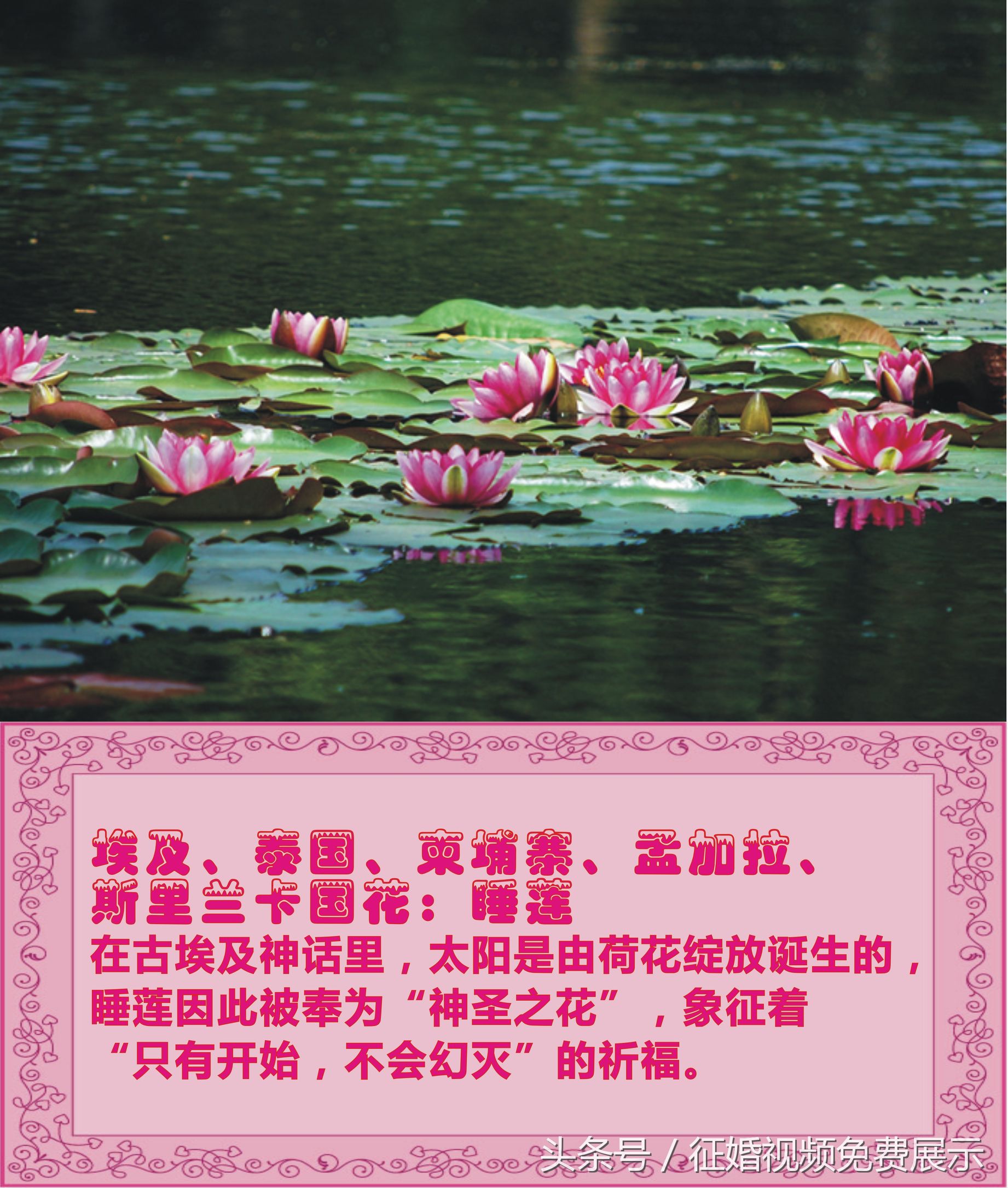 各国国花及象征意义,世界各国国花及寓意