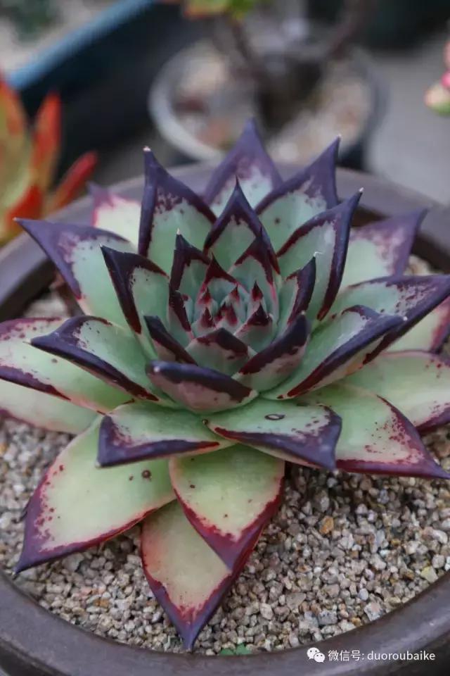 麦饭石颗粒真假,真假黄金麦饭石颗粒