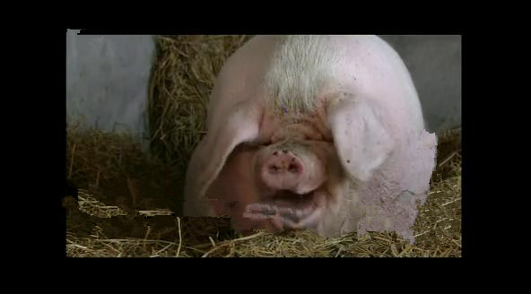 一头猪重200千克几头猪质量是1吨,一头猪重1000克10头这样的猪重多少