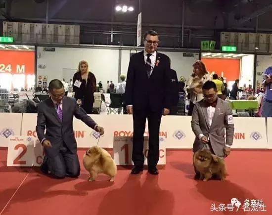 上天派来的天使狗狗,博美犬犬舍排名