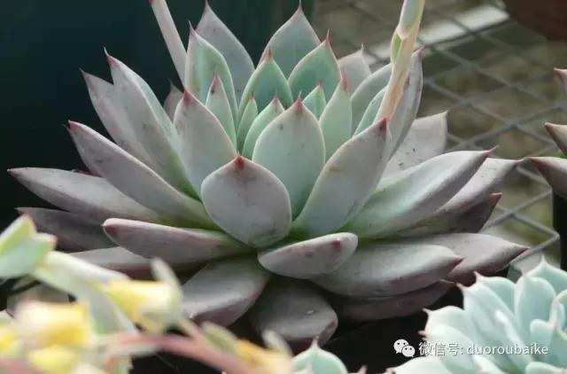 多肉植物服盆之无消耗服盆！