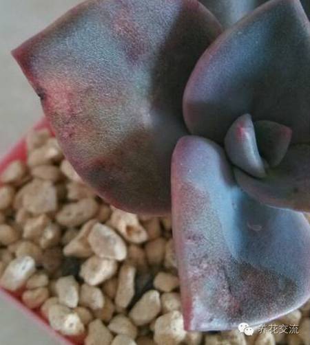 多肉会出现的病虫有哪些,网上刚买的多肉怎样种植怎样养护