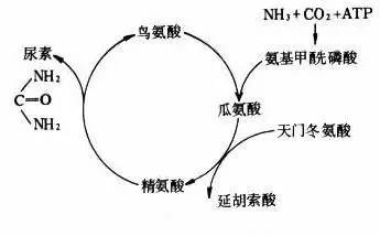 他被纳粹*害迫**,“玩拼图”玩出诺贝尔奖,打脸《Nature》