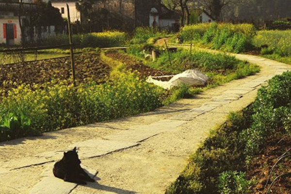 还记得那个抑郁自杀的走饭吗？让我们来重温下她的《走饭遗言》