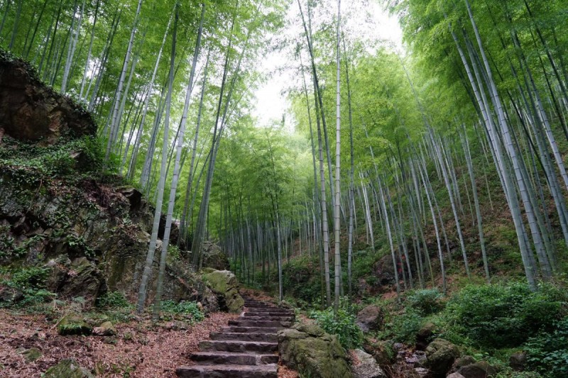 元旦一日线活动丨12.31宜兴听风观竹海，1.1挑战灵树线