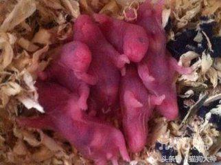 金丝熊饲养注意事项,金丝熊饲养方法和注意事项