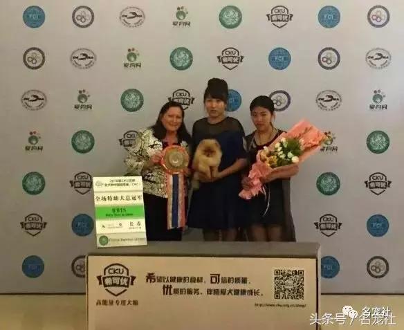 上天派来的天使狗狗,博美犬犬舍排名