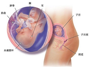 三十六周胎儿入盆后有什么症状,胎儿头位是指快要入盆了吗