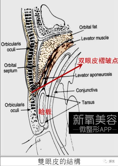 连范冰冰的脸都驾驭不了欧式平行大双，为什么？