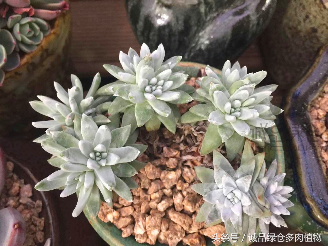 韩国正品直邮到手,韩国直邮多肉开箱