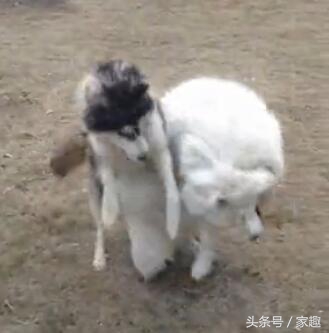 二哈和萨摩耶打闹，萨摩忽然耍流氓，过后二哈却这表现，让人哭笑
