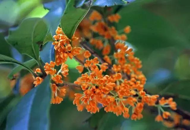 关于三文堂，写乐复刻四季彩的小确幸