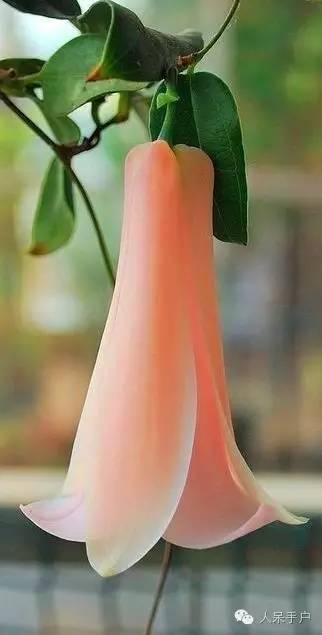 涓浗鍥借姳澶ц祻鍥剧墖,鍥借姳澶ц祻浜氭床鍥剧墖