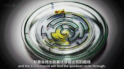 只有BBC才拍得出这么腐的片