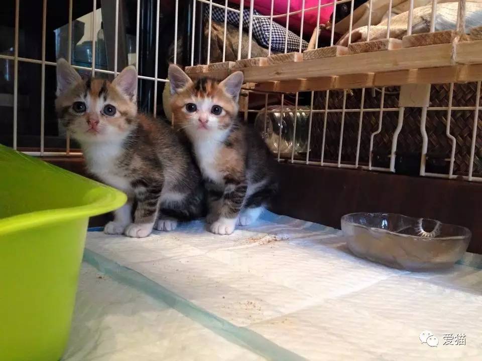 她纹身但她是个好女孩，照顾了20只没人愿意领养的残疾猫咪！