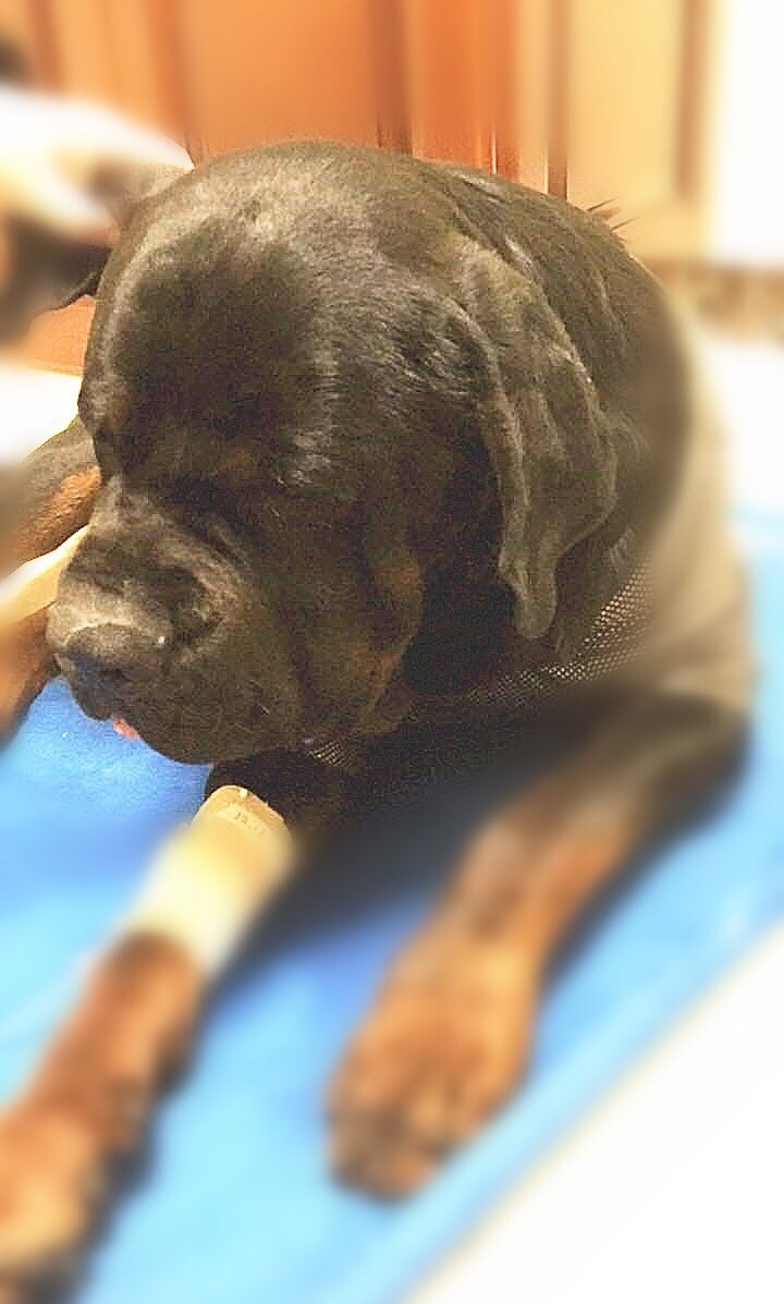 狗狗只因吃肉被打得半死不活,狗狗因误食布洛芬死亡