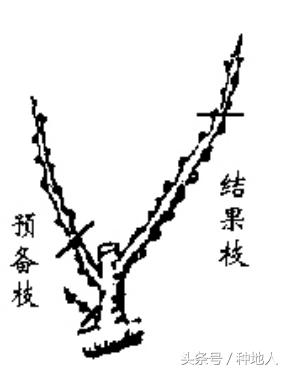 一年生小桃树修剪,桃树怎么修剪树枝