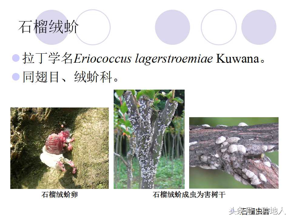 石榴虫害,石榴虫害图解大全