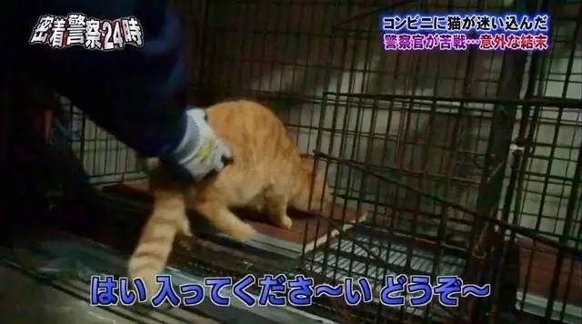猫咪进餐厅被警察带走,猫咪禁止入内被逮捕
