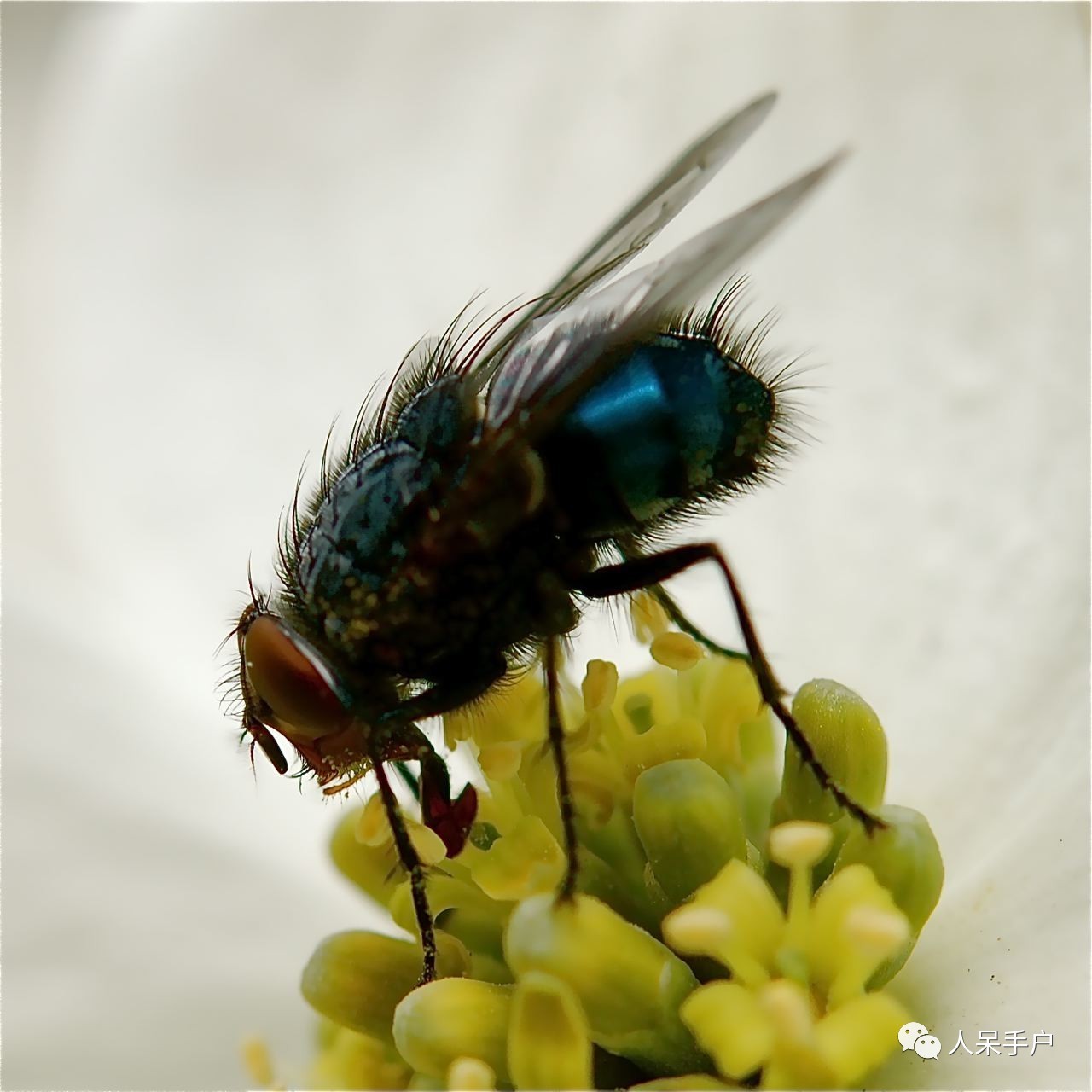 看昆虫各式“大嘴”如何吞天吞地~