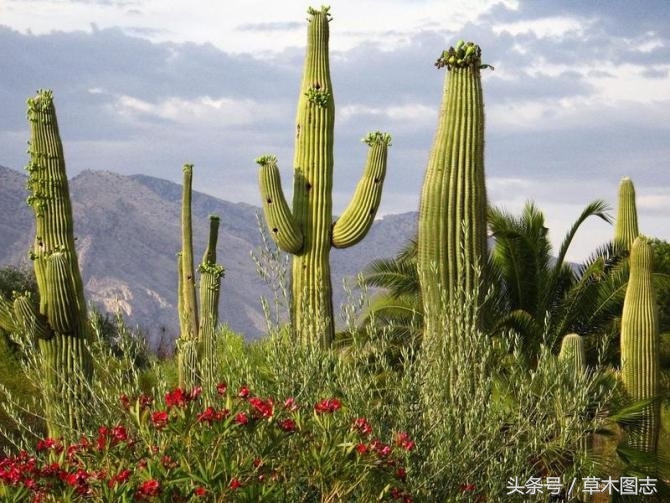 野生接骨草的作用,骨节草可以吃吗