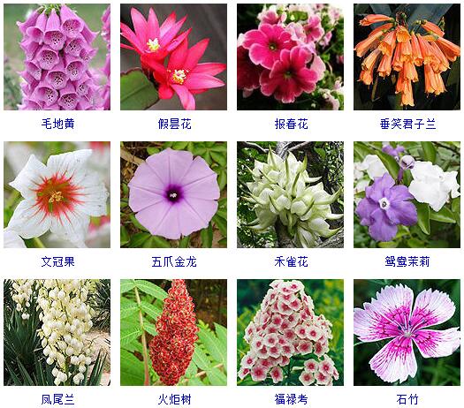 150种花卉大全,108种花卉大全