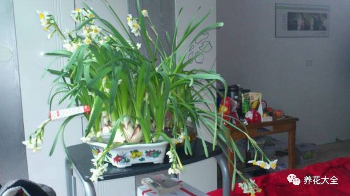 光照条件不好适合养什么花,花养不好是家里气场不好吗