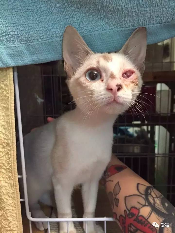 她纹身但她是个好女孩，照顾了20只没人愿意领养的残疾猫咪！
