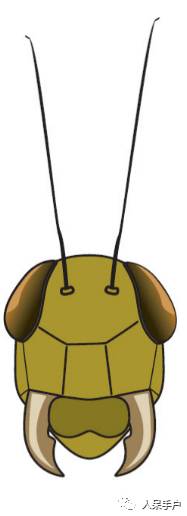 看昆虫各式“大嘴”如何吞天吞地~