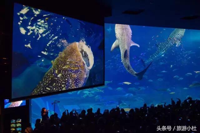 鐞夌悆涔嬭摑鎭嬫垬鍐茬怀,鎭嬫垬鍐茬怀铚滄湀涔嬫梾