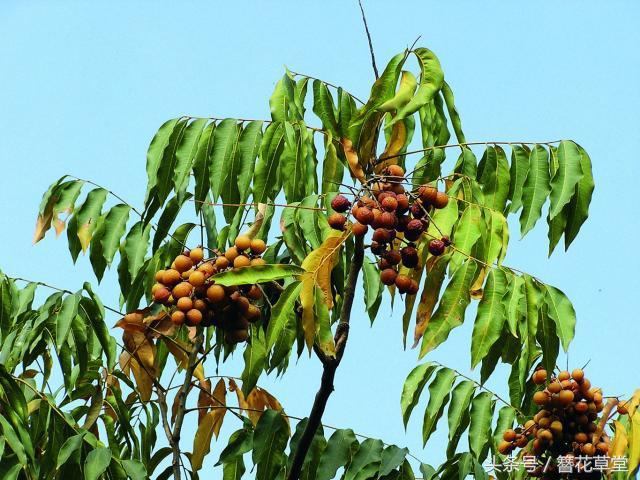 能美容的植物，你小时候见过吗？