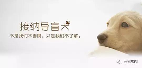 长沙市民对导盲犬的了解视频,你了解导盲犬可以出现在哪里吗