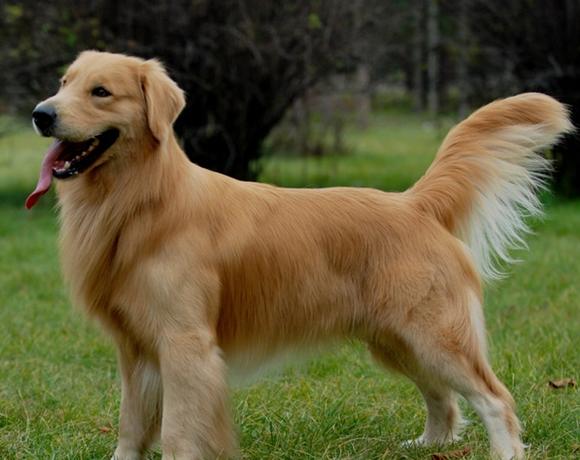 金毛犬高智商的5个表现,高智商的金毛犬视频