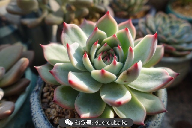 爱生活爱养花花卉绿植养护小知识,爱生活爱养花多肉植物养护小技巧