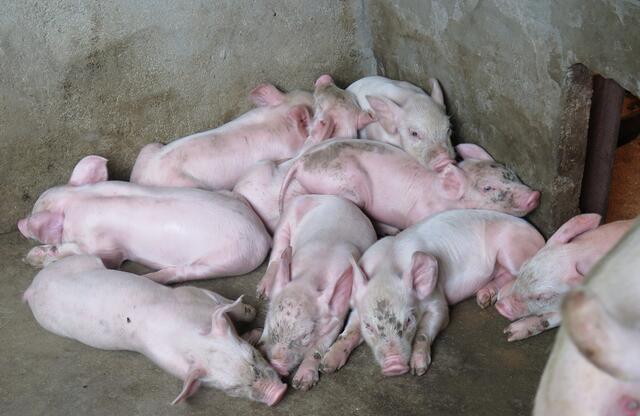 真的！公猪和母猪配种其实没有那么简单