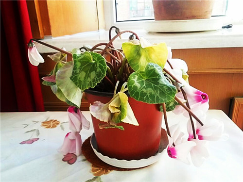 仙客来花叶发黄怎么养,仙客来花叶为什么发黄