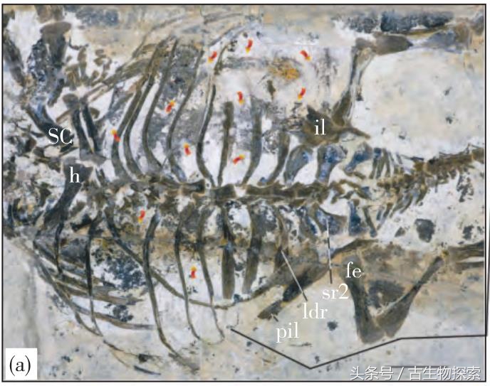 2021年神兽大全,1-8世代神兽盘点