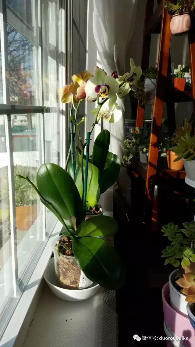 养多肉人发的朋友圈,养肉者们分享的多肉视频