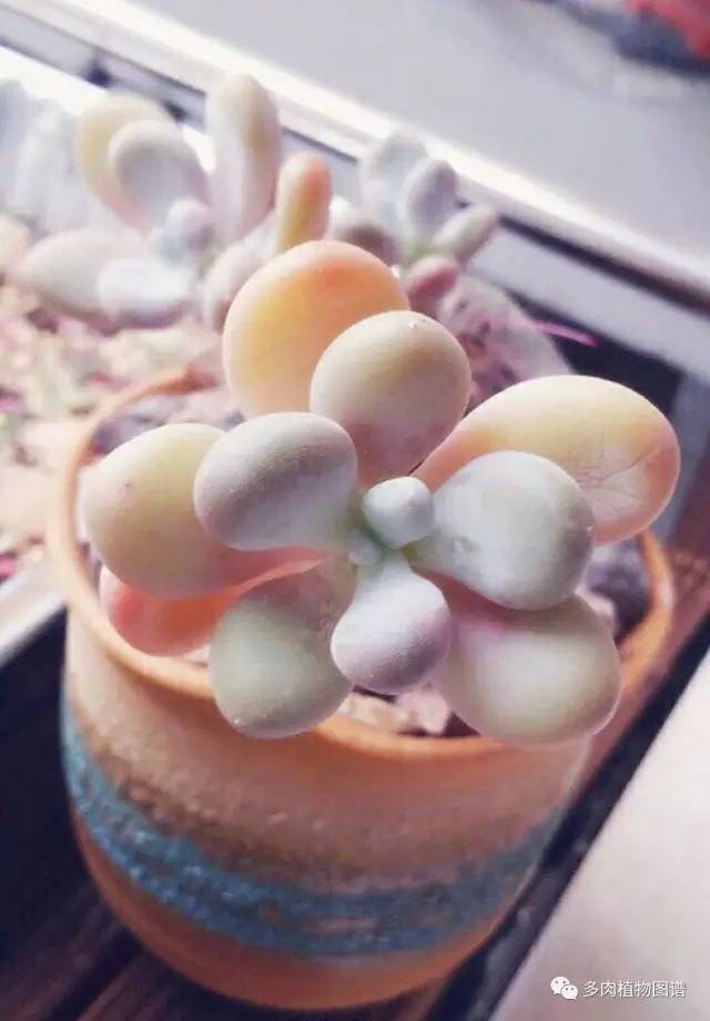 桃美人奶酪老桩多肉,桃美人可以养成绿色的吗