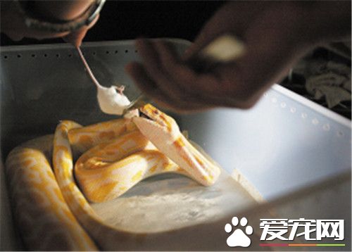 宠物蛇商家推荐宠物蛇实体店,杭州宠物蛇爬虫市场